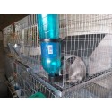 Cusca iepuri reproductie ( rasa uriasa) /200 cm