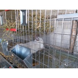 Cusca iepuri tineret 2 C / 160 cm 